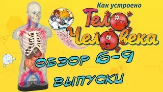 Как устроено тело человека. DeAgostini | 6-9 выпуски