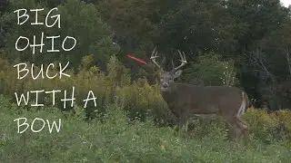 BIG OHIO BUCK IN EARLY SEASON WITH A BOW!!!
