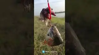 КЛАССИЧЕСКАЯ ЛОВЛЯ СОМА / 