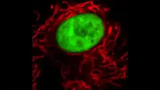 mEmerald fused to histone H2B and mCherry fused to a mitochondrial targeting signal peptide