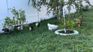 Флорида🌴Воскресное утро в курином «царстве»😆слопали мой завтрак и не поблагодарили😛