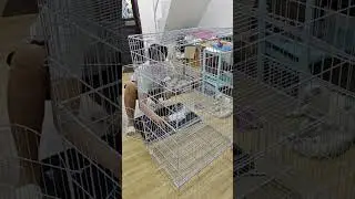 Murang Cat cage sa Orange Apps !!!