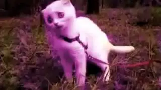 Котэ  Дверь мне запили бл  !