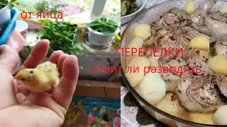 ПЕРЕПЕЛА.Стоит ли держать?