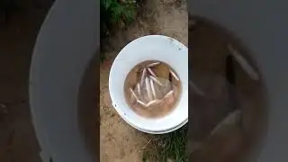 Можайское водохранилище, наловили уклейки!