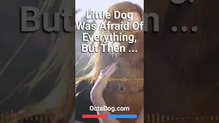 Dog That’s Afraid Of Everything Overcomes Fears One At Time #shorts #dogs #dogshorts  (OctaDog.com)
