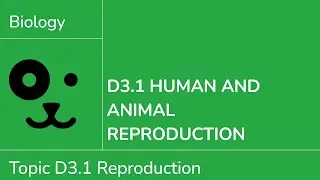 D3.1 Human and Animal Reproduction [IB Biology SL/HL]