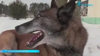 Кинологический центр Сморгонь пограничная служба Республики Беларусь