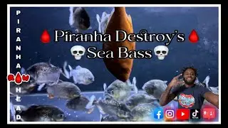 Piranhas Versus Seabass ￼