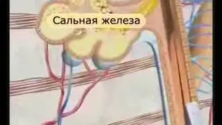 Строение Кожи