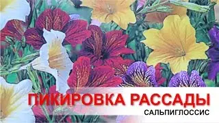 Сальпиглоссис. Пикировка рассады.