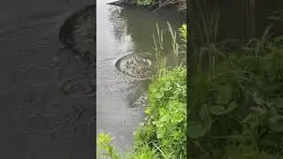 Неожиданная встреча