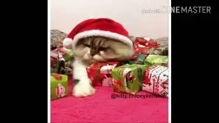Прикол с котом😂