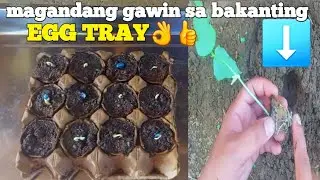 paano mag punla at tips sa paglipat tanim