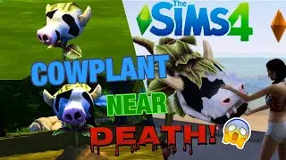 The Sims 4 Cowplant near death!