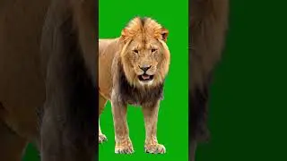 Lion Walking Green Screen Effect 