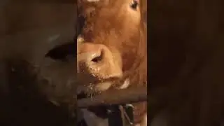 КРС моё любимое.