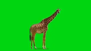 giraffe walking, eating 