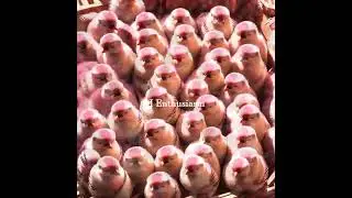 Get $100 Create AI Viral #aiviral #aiviralshort #aiviralshorts #shorts