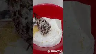 неделю назад нашла полуживого голубя, думала не выживет🐦‍⬛🫡🫶🐦