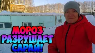 Корова/Козы/Свиньи