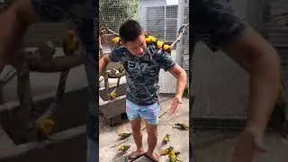 Parrot Talking - Smart And Funny Parrots Video | EP702
