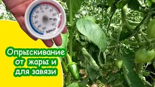Опрыскивание подкормка от жары и для завязи томатов перцев баклажанов