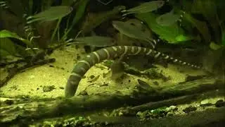 Tiegermesserfisch, Gymnotus javari