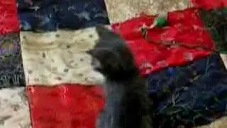 Five New Foster Kittens on my Bed