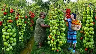 Harvesting Organic Green Tomato and Making Pickling for Winter Preserves