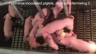Pestivirus Video