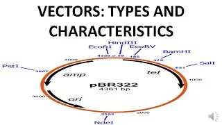 VECTORS: TYPES AND CHARACTERISTICS