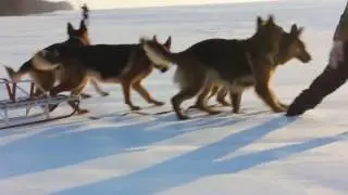 4 Немецкие Овчарки в упряжке саней!