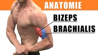 Biceps anatomy - proper biceps training - biceps stretching