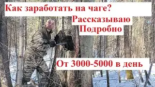 Рассказываю о сборе и заработке на чаге