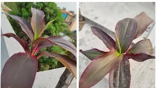 Hawaiian /Ti plant care tips