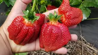 КАК ПРАВИЛЬНО ПОДКОРМИТЬ клубнику ранней весной?