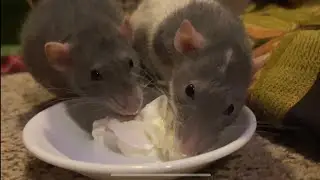 My rats goofing off pt. 4