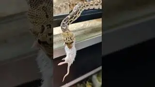 SERPIENTE ENGULLENDO RATÓN #shorts #eatingsnake #serpiente #serpientecomiendo #animales #viral