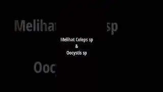Melihat Coleps sp (Protozoa) dan Oocystis (Green algae) : Perbesaran 40x