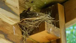 Mommy Bird(eggs hatch)