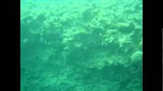 Экскурсии в Шарм Эль Шейхе. Батискаф