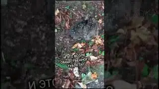 Бездомных щенков пожирают опарыши! История спасения. 