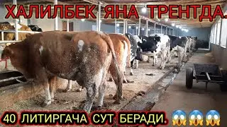 МОЛ  БОЗОР  ШУ'ТТА  КЕВУРАСИЛА,994882353,977347777