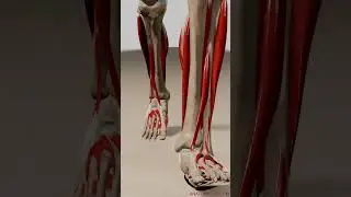 Unveiling Human Anatomy: 3D Animation Walk Cycle (Front View, Deep Muscle Layers)