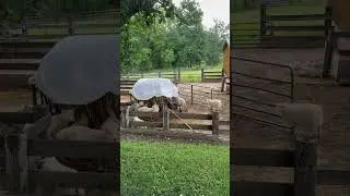 First Amendment Audit on eerie talking sheep. Will they respect my right to film in public?