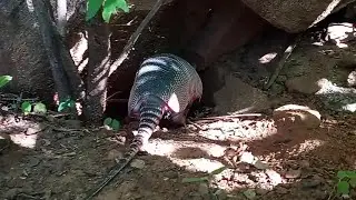 soltura do Tatù verdadeiro, que eu resgatei do poço.