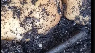 Harvest Time, makarami kaya tayo