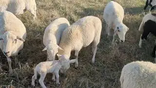 First Day of Lambing! -- Kansas Ranch