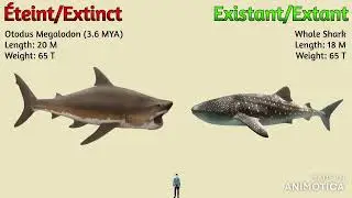 The ULTIMATE Animal Size Comparison Cooperation Megafauna (Mixed 1 & 2) [Peter Axewton Only]